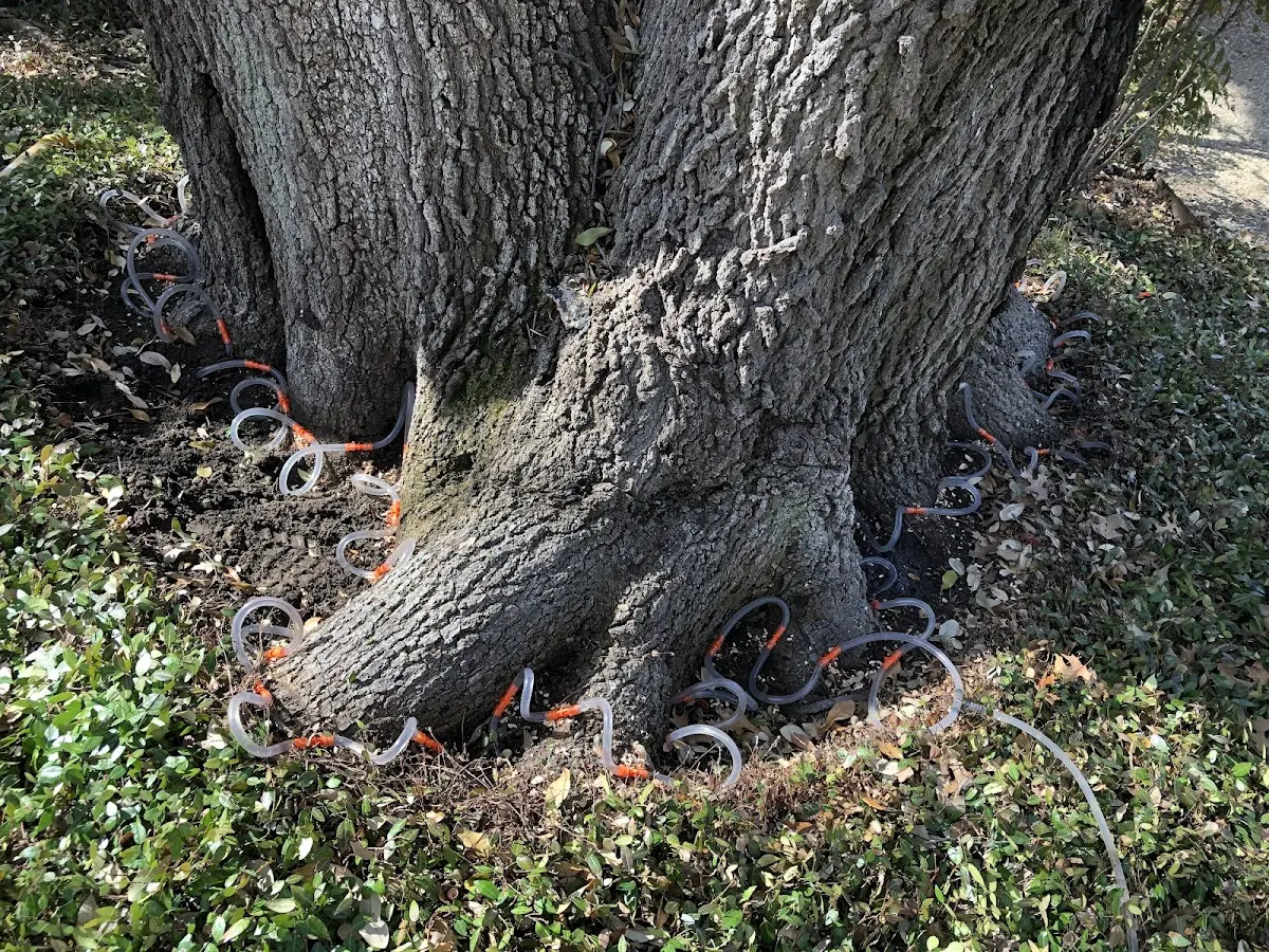 Detailed Tree Cabling and Bracing job site in Hegins